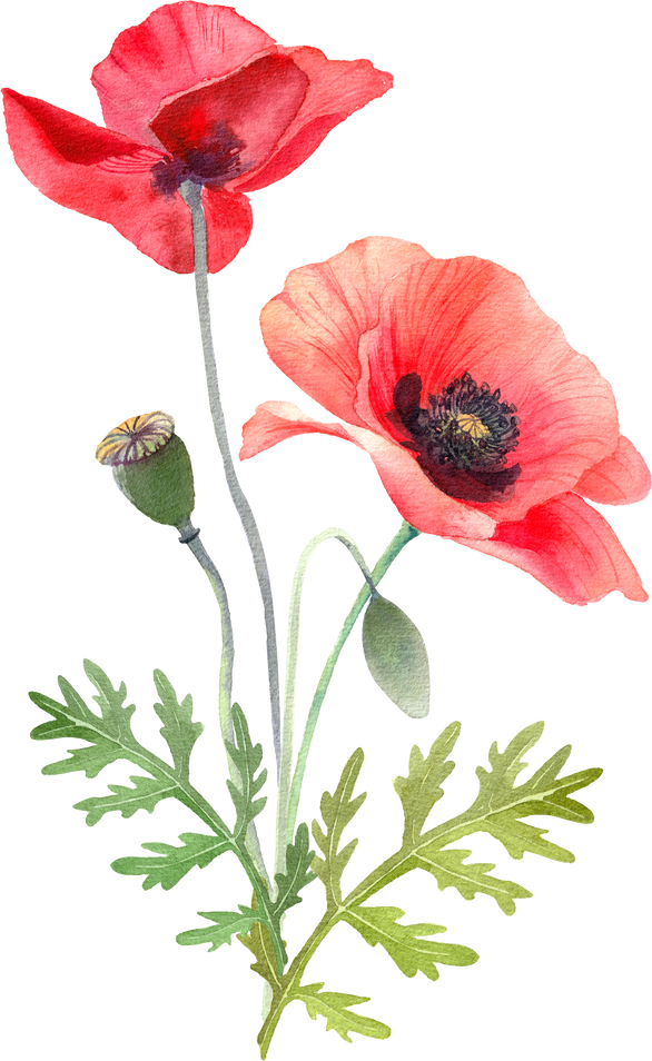 Poppy flower bouquet. Watercolor floral illustration